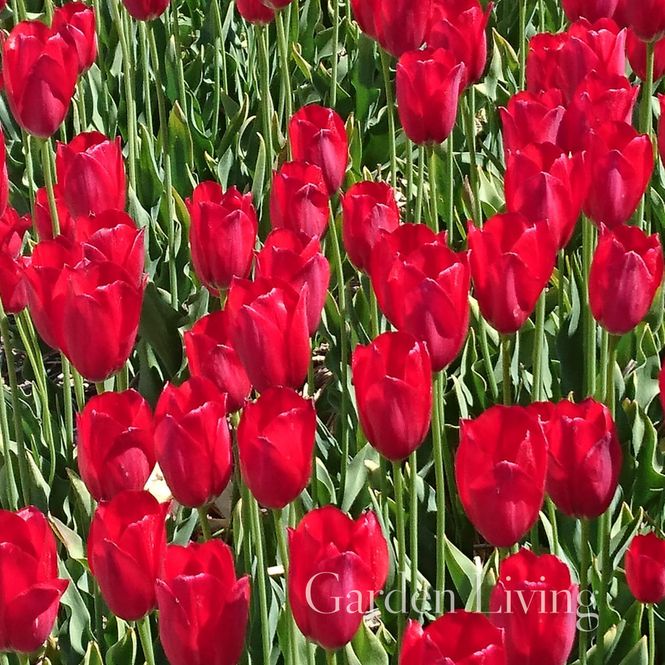 Hovedbilde Tulipa aximensis - 1 stk