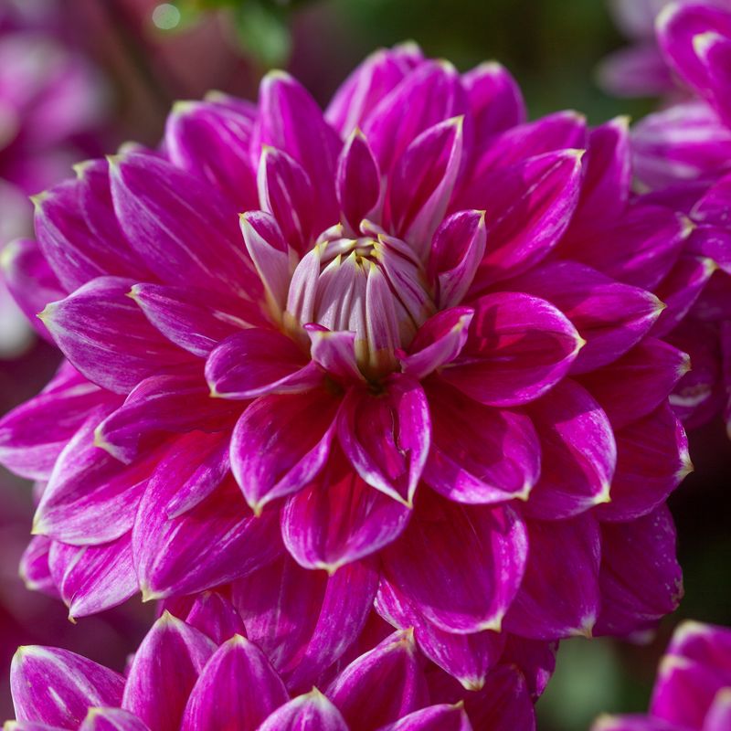 Georgine 'Maldini' - Dahlia x cultorum, 1 stk.