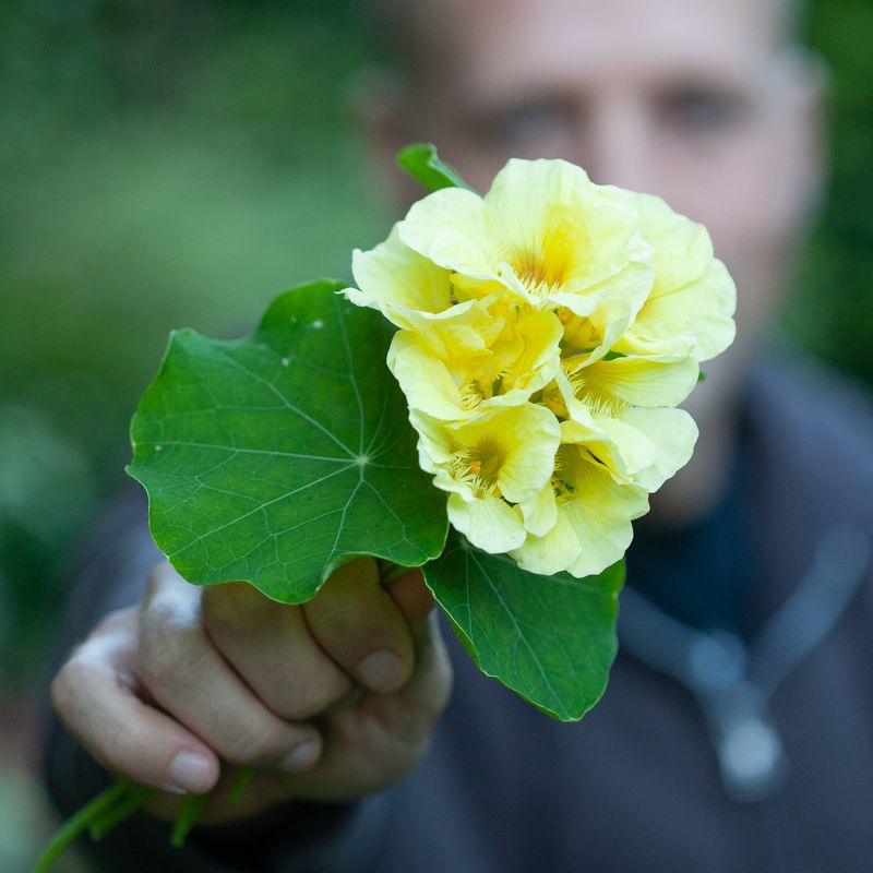 Blomkarse 'Milkmaid', lav - Tropaeolum majus