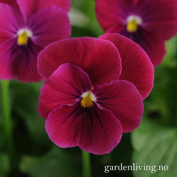 Hovedbilde Stemorsblomst 'Sorbet Carmine Rose', småbl.  - Viola x ...
