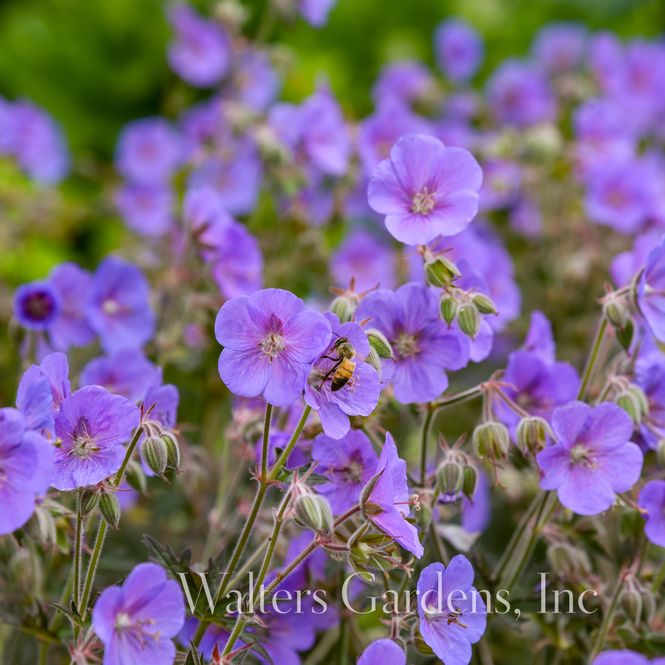 Hovedbilde Engstorkenebb 'Boom Chocolatta' ® - Geranium pratense 