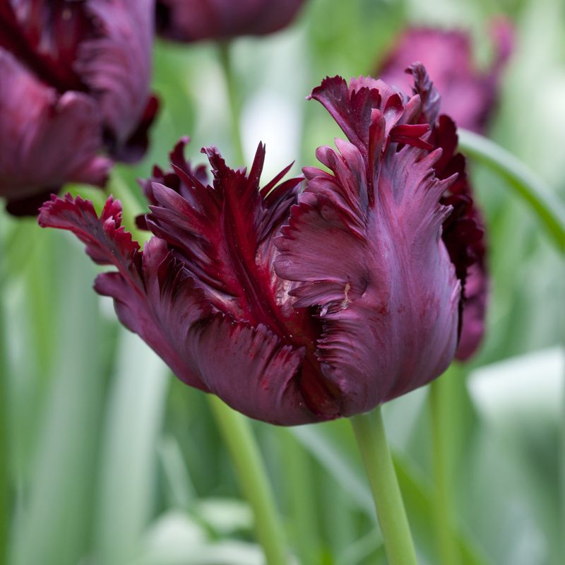 Tulipan 'Black Parrot', papegøyeblomstrende - 6 stk
