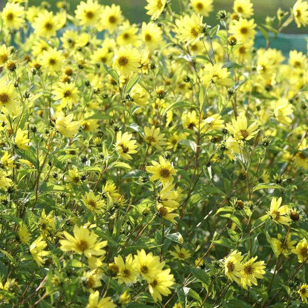 Hovedbilde Præriesolsikke 'Lemon Queen' Helianthus