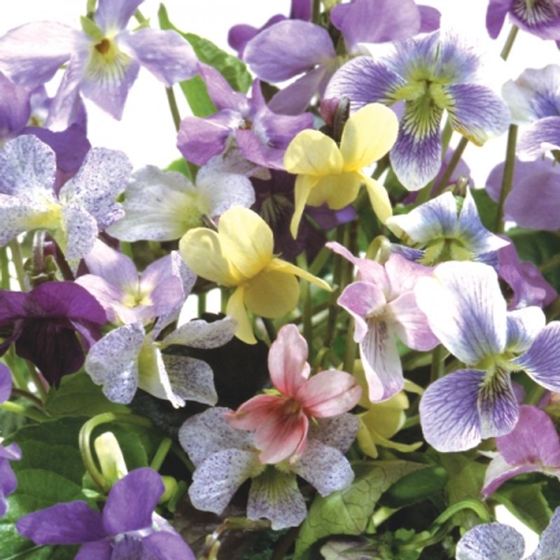 Marsfiol 'Memories' - Viola odorata