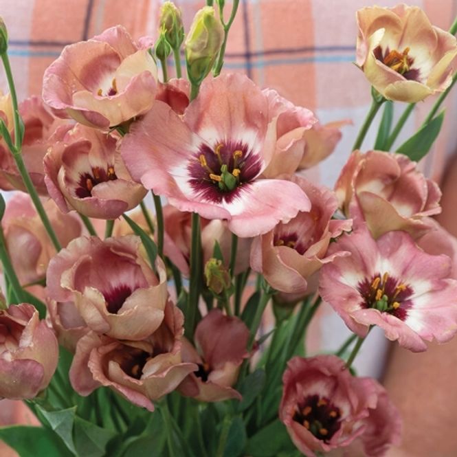 Hovedbilde Lisianthus 'Pucchino Choco' F1 - Eustomia grandiflora