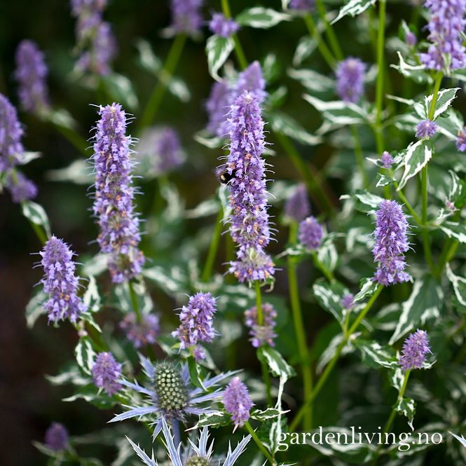 Hovedbilde Anisisop 'Crazy Fortune' - Agastache foeniculum