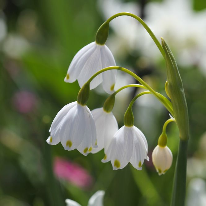 Hovedbilde Jonsokklosterklokke - Leucojum aestivum - 5 stk
