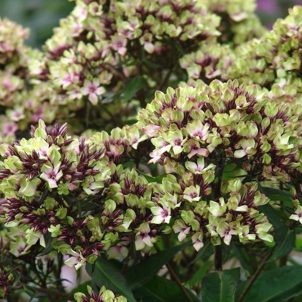 Hovedbilde Høstfloks 'Mystique Green' - Phlox paniculata