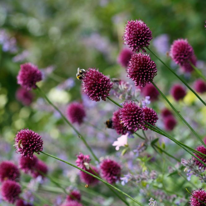Hovedbilde Kuleløk - Allium sphaerocephalon - 25 løk