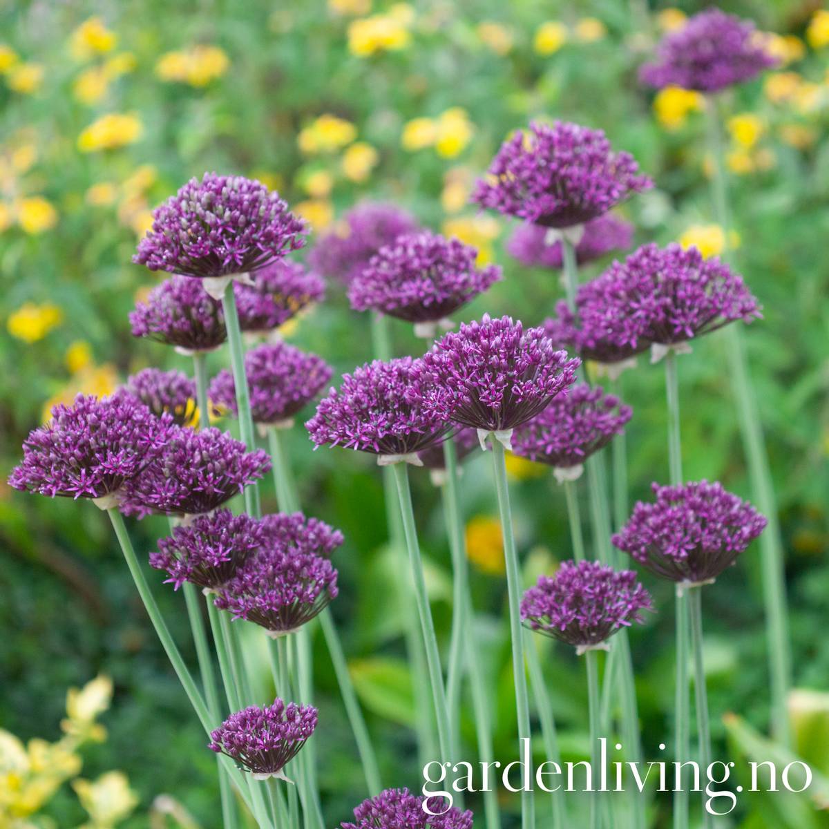 Vinløk - Allium atropurpureum - 6 stk