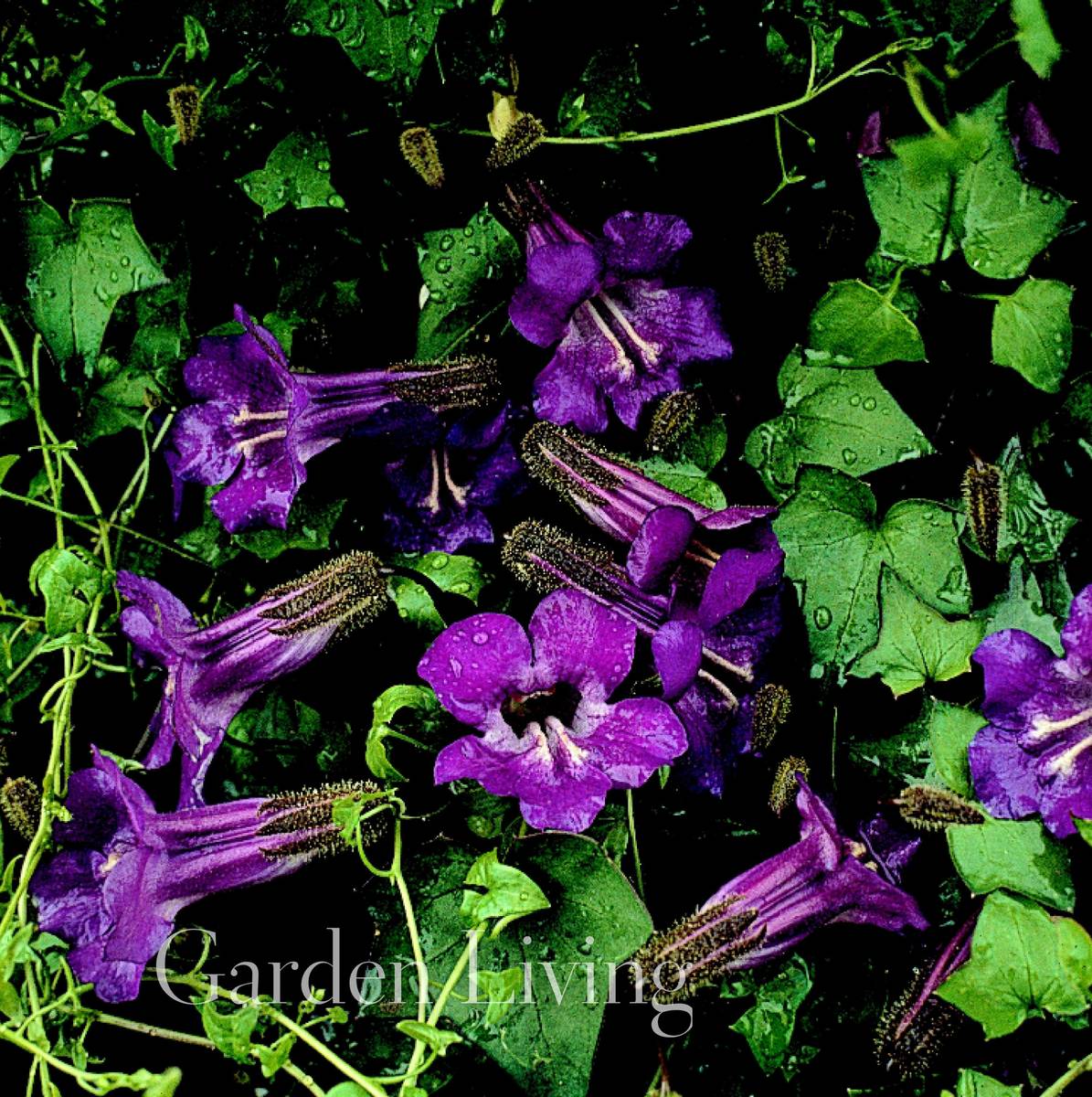 Klatreløvemunn 'Joan Loraine' - Maurandya/ Asarina scandens 