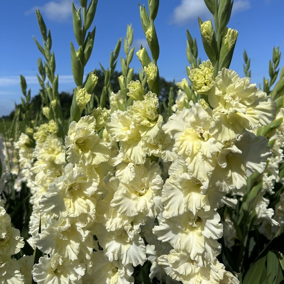 Gladiol 'Sweet Chrystal' - Gladiolus, 10 stk.