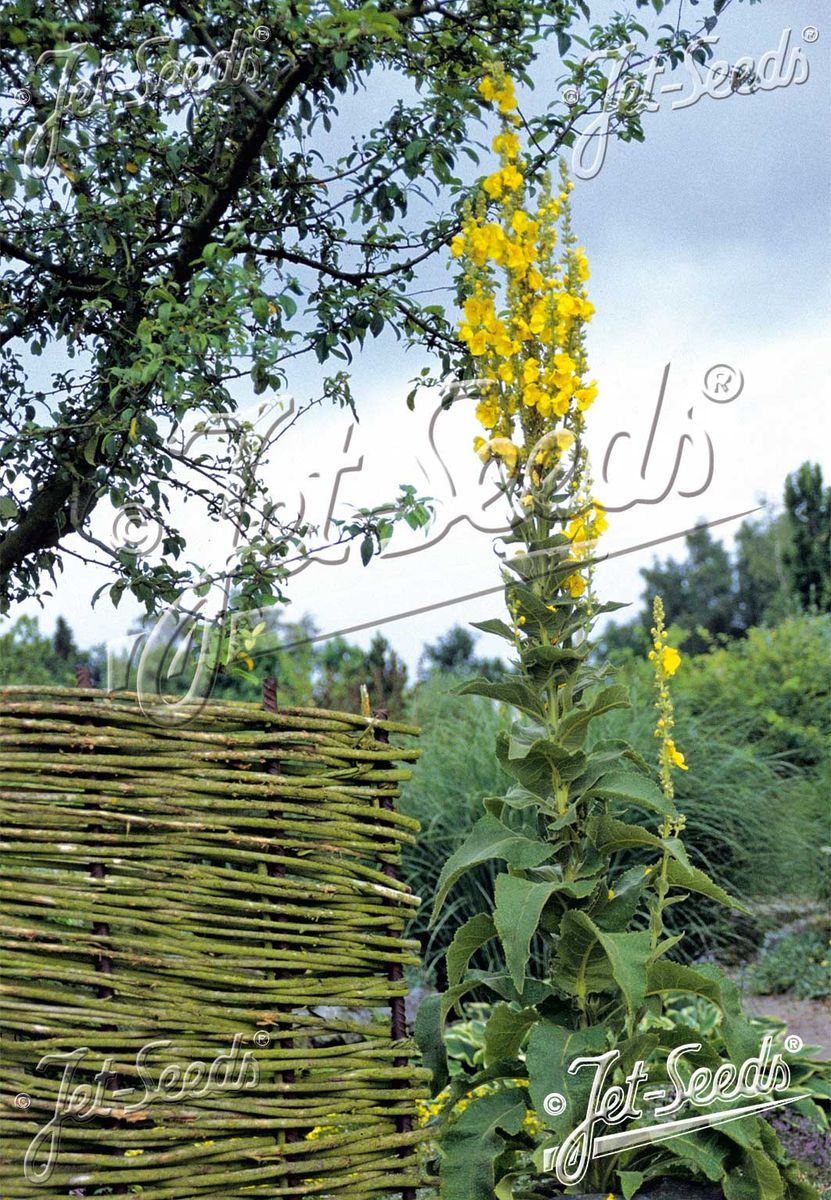 Tyrkiakongslys - Verbascum olympicum