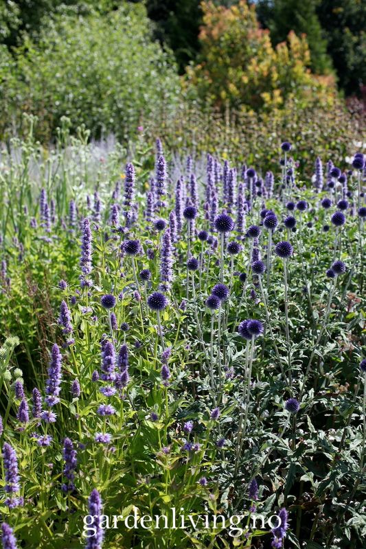 Kuletistel - Echinops ritro