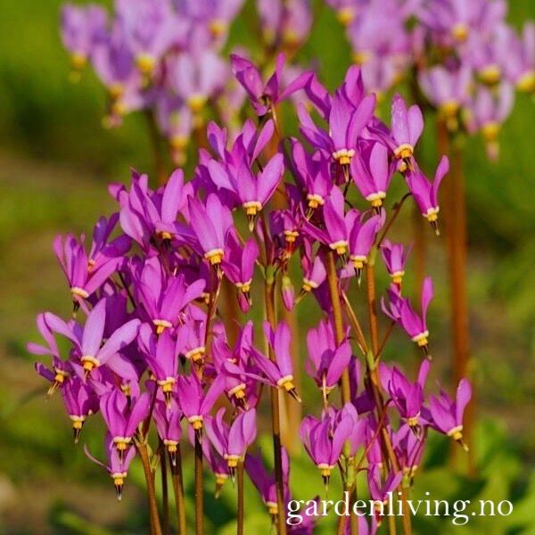 Hovedbilde Gudeblom - Primula jeffreyi