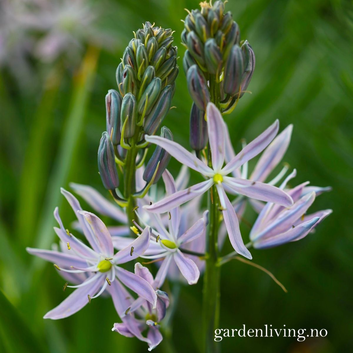 Bjørnestjerne 'Aurora' - Camassia leic. - 1 stk 