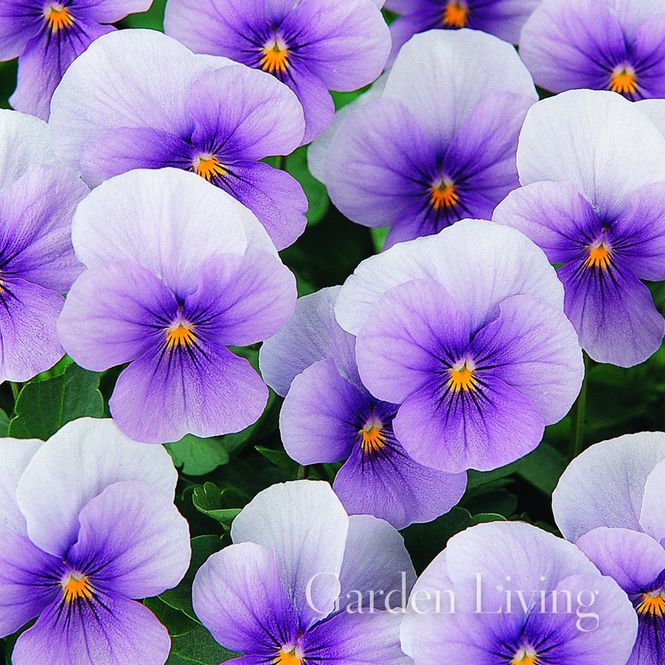 Hovedbilde Stemorsblomst 'Sorbet Ice Blue' F1, småbl. - Viola x ...