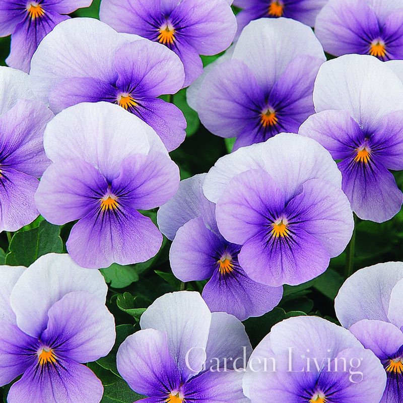 Stemorsblomst 'Sorbet Ice Blue' F1, småbl. - Viola x williamsii