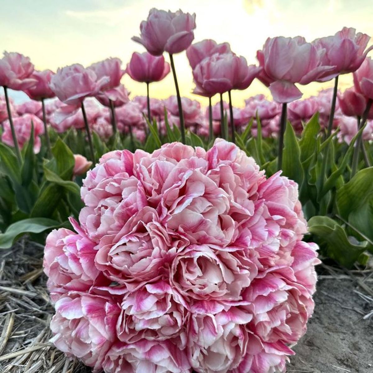 Tulipan 'Quinty Trustfull’, tidlig dobbel - 10 stk