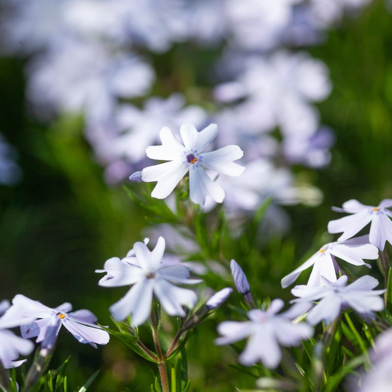 Vårfloks 'Emerald Cushion' - Phlox subulata