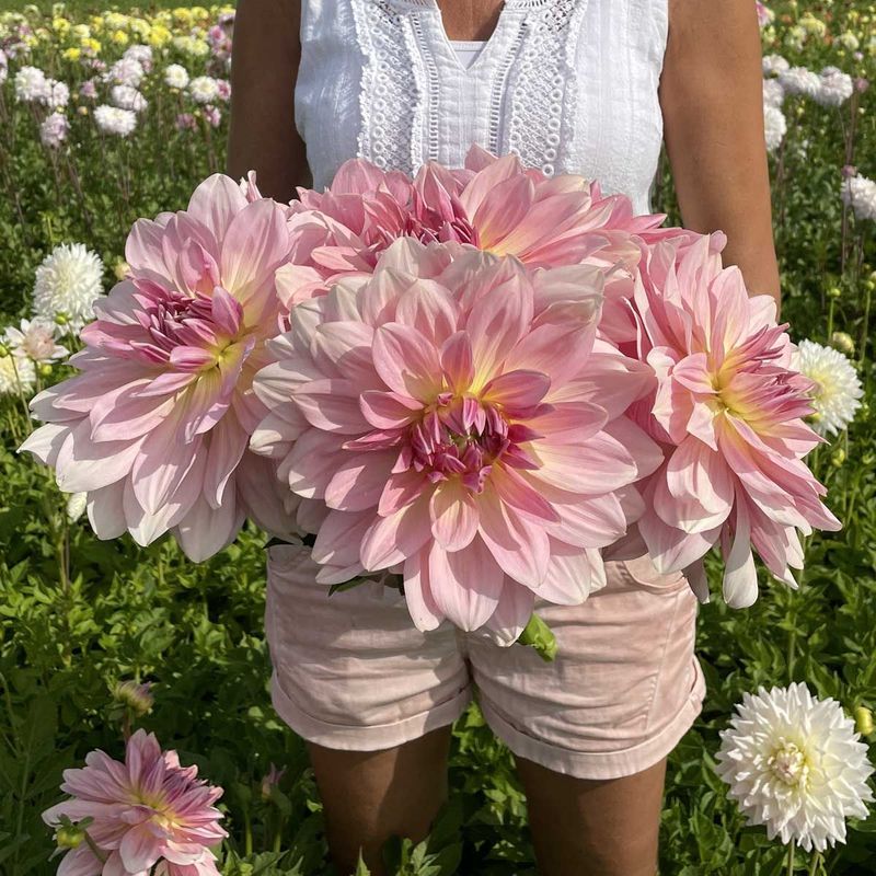 Georgine 'Fairway Pilot' - Dahlia x cultorum, 1 stk.