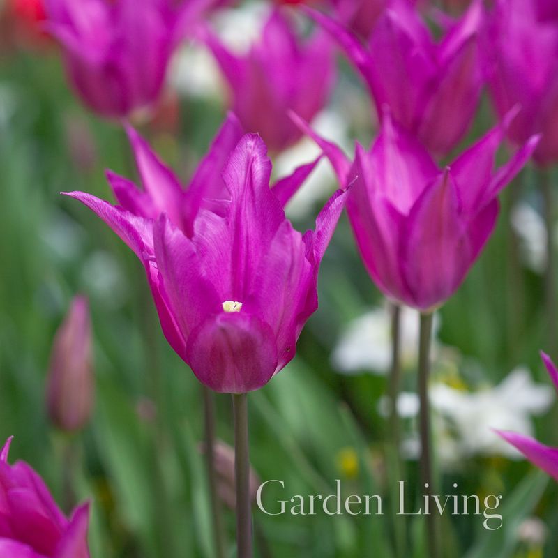 Tulipan 'Yume No Murasaki', liljeblomstrende - 10 stk