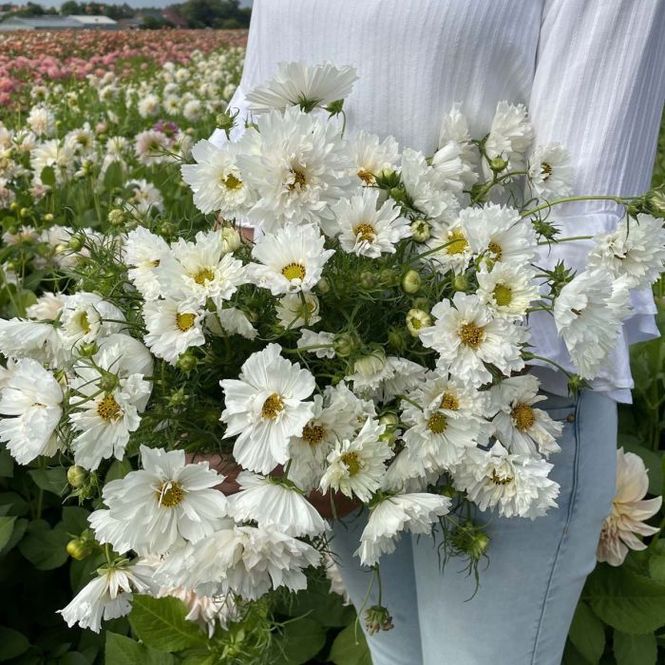 Hovedbilde Pyntekorg 'Double Dutch White' - Cosmos bipinnatus
