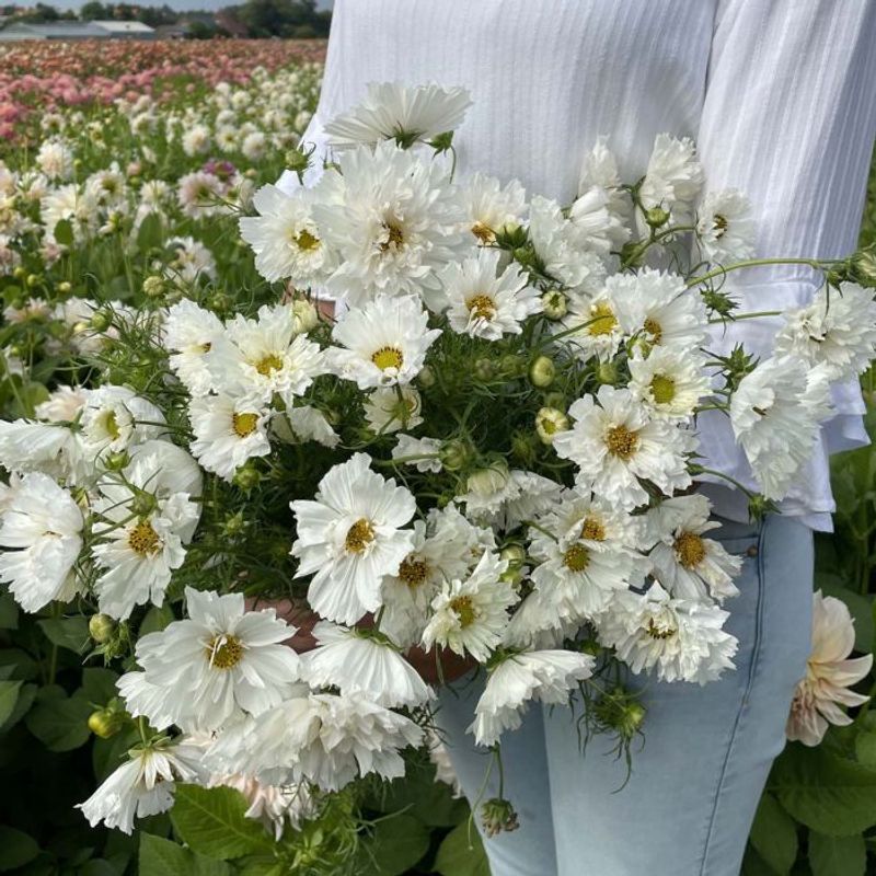 Pyntekorg 'Double Dutch White' - Cosmos bipinnatus
