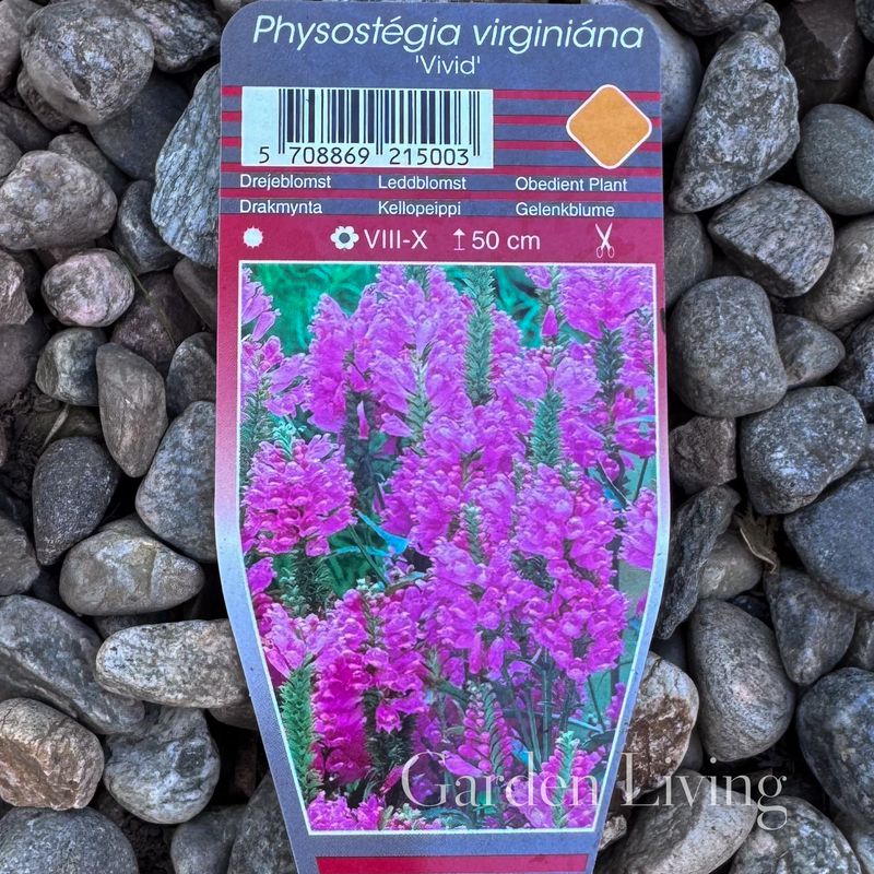 Virginialeddblomst 'Vivid' - Physostegia virginiana