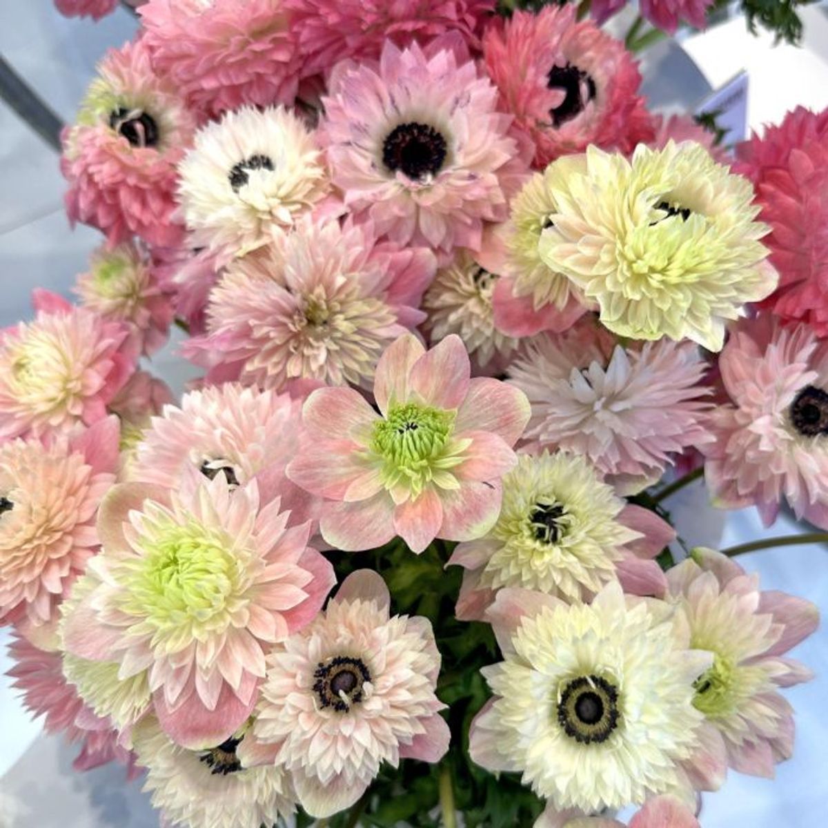 Kronsymre 'Levante® Rosa Chiaro' - Anemone coronaria, 7 stk