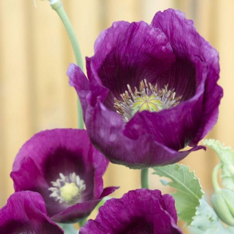 Pionvalmue 'Lauren's Grape' - Papaver somniferum