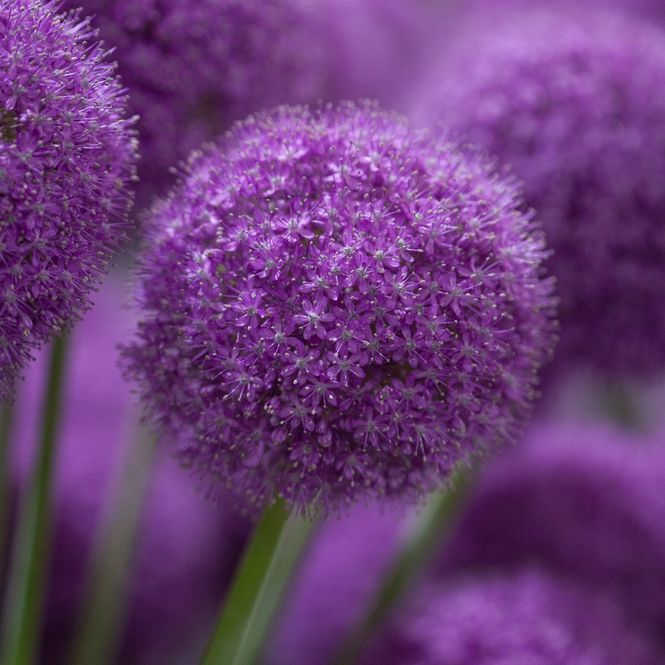 Hovedbilde Kjempeløk - Allium giganteum - 1 stk