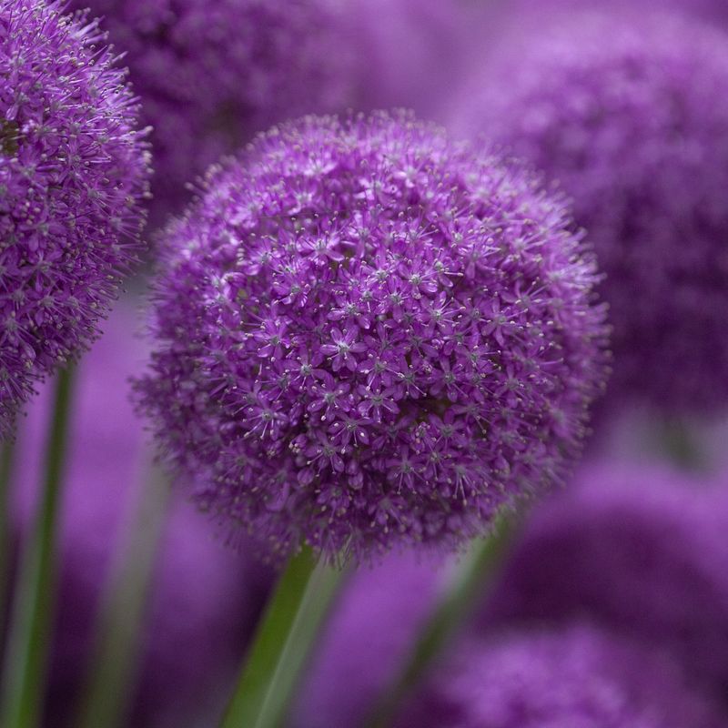 Kjempeløk - Allium giganteum - 1 stk
