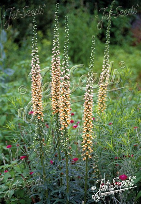 Hovedbilde Rustrevebjelle 'Gigantea Gelber Herold' - Digitalis ...