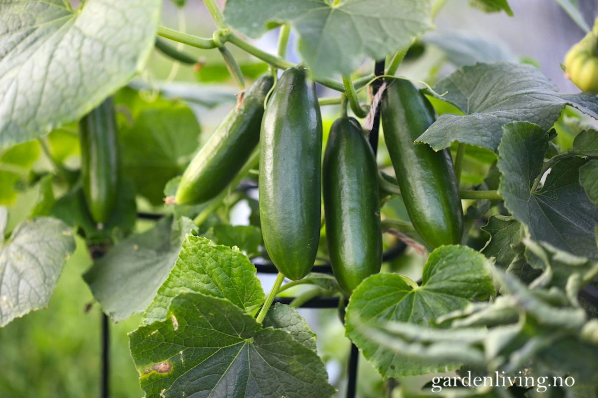 Slangeagurk 'Mini Munch' F1 mini - Cucumis sativus