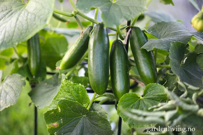 Slangeagurk 'Mini Munch' F1 mini - Cucumis sativus