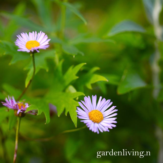 Hovedbilde Sommerbakkestjerne 'Lavender Lady' - Erigeron karvinskianus ...