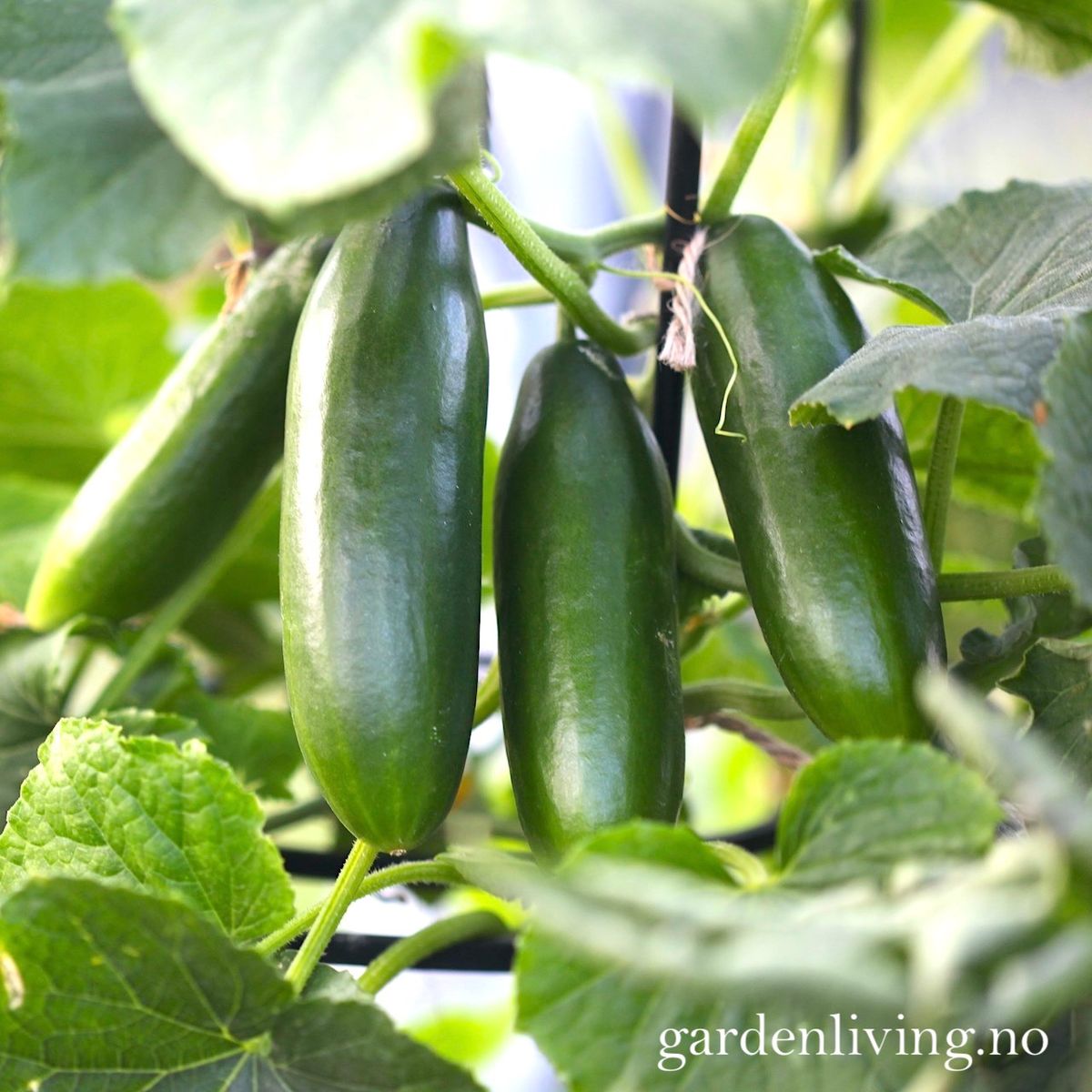 Slangeagurk 'Mini Munch' F1 mini - Cucumis sativus