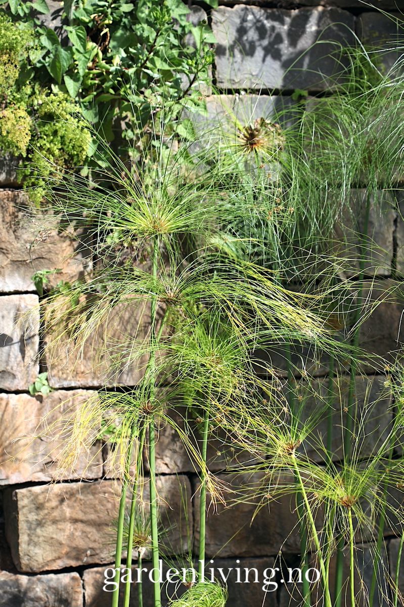 Papyrus - Cyperus papyrus