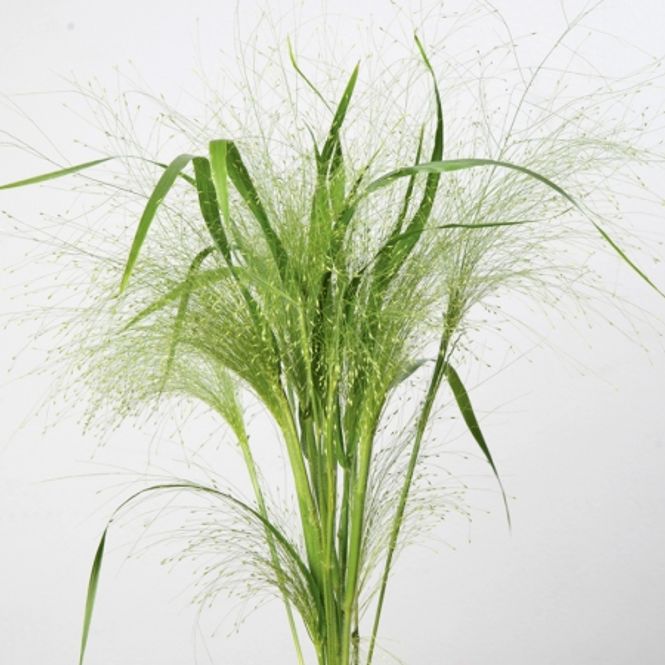 Hovedbilde Hirse 'Frosted Explosion’ - Panicum elegans 