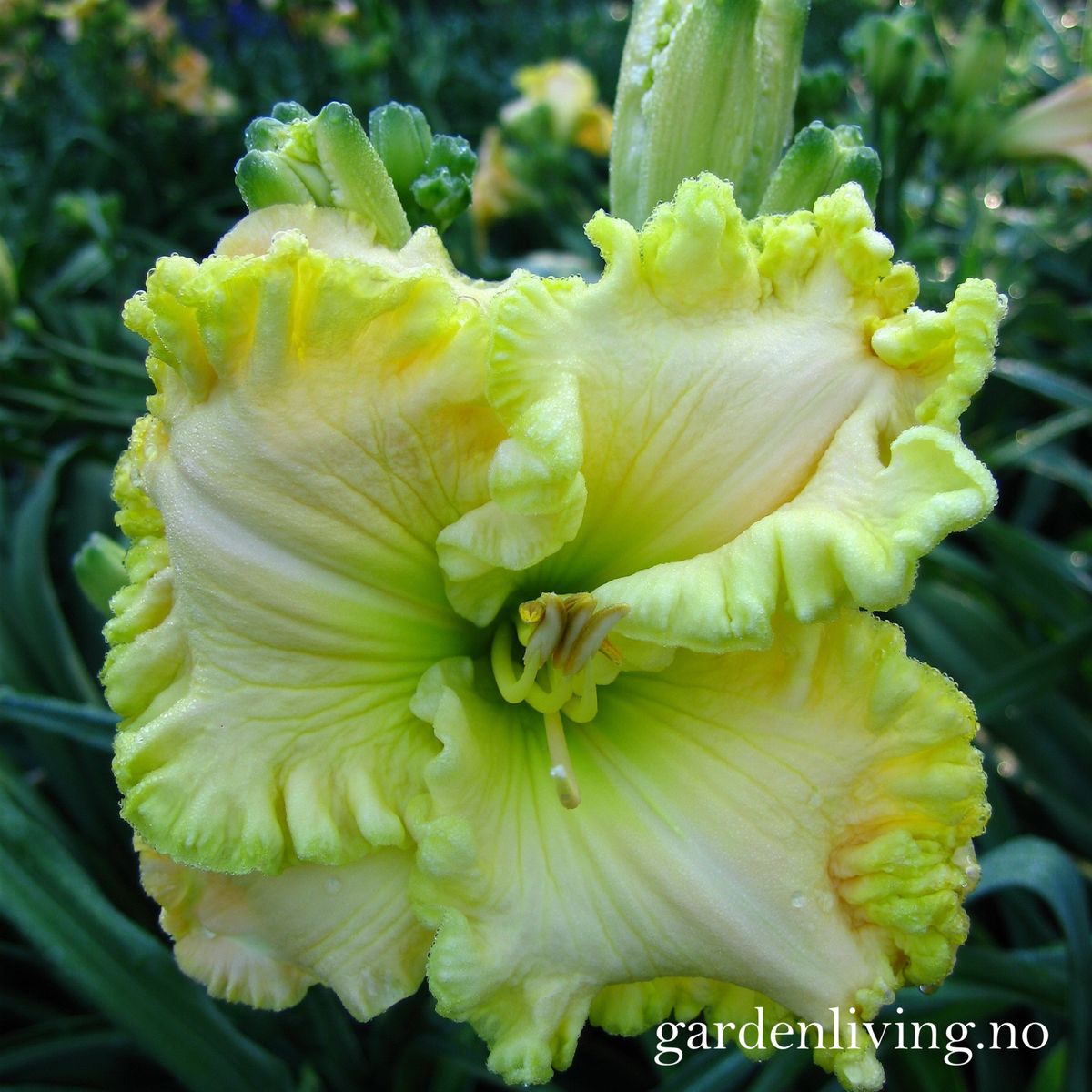 Daglilje 'Jared' - Hemerocallis