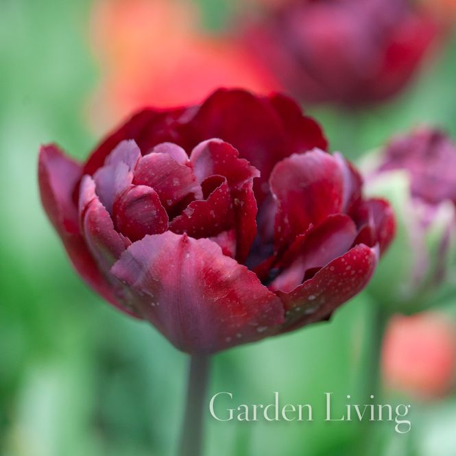 Hovedbilde Tulipan 'Palmyra', Sen dobbel - 10 stk