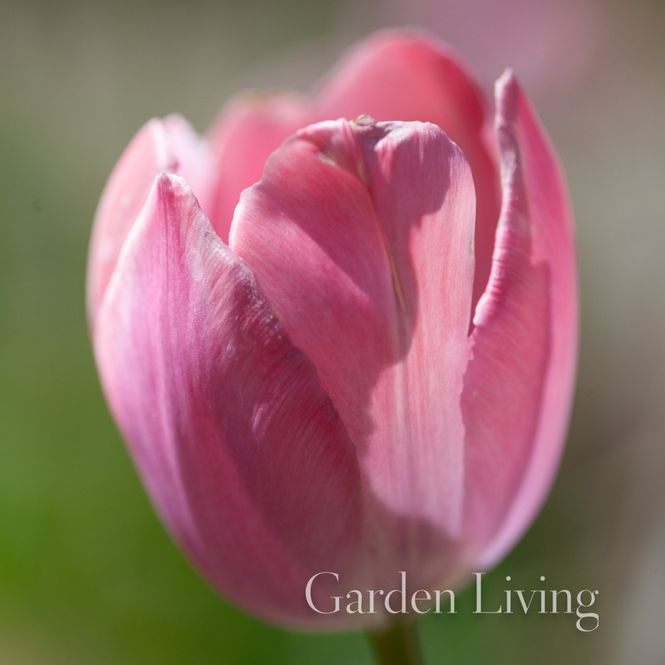 Hovedbilde Tulipan 'Salmon Van Eijk' ®, darwinhybrid - 10 stk