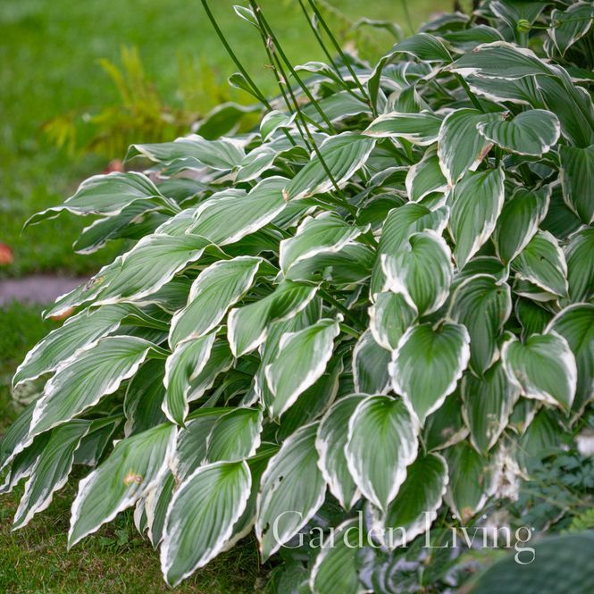 Hovedbilde Bladlilje 'Francee' - Hosta