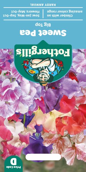 Hovedbilde Blomsterert 'Big Top' - Lathyrus odoratus