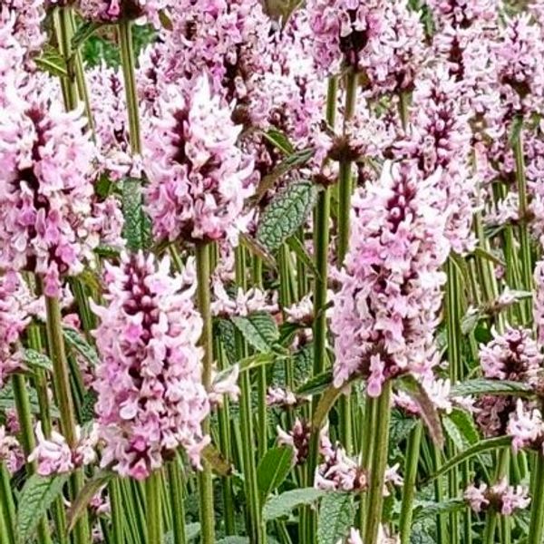 Hovedbilde Legebetonie 'Pink Cotton Candy' - Stachys officinalis