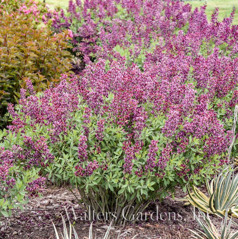 Fargeskolm 'Burgundy Blast' ® - Baptisia
