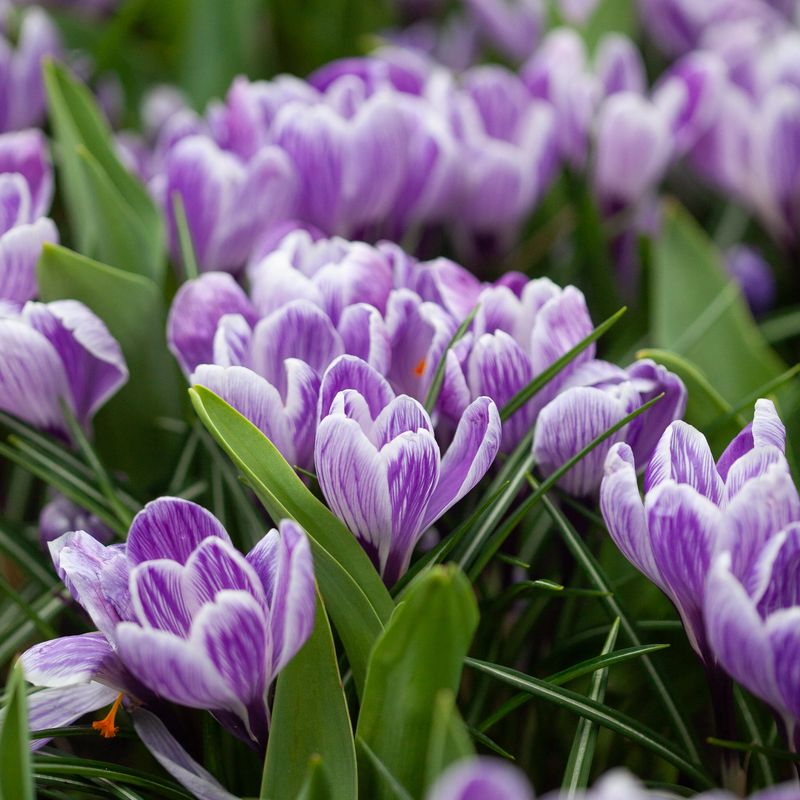 Storblomstret krokus 'Pickwick' - Crocus - 10 stk