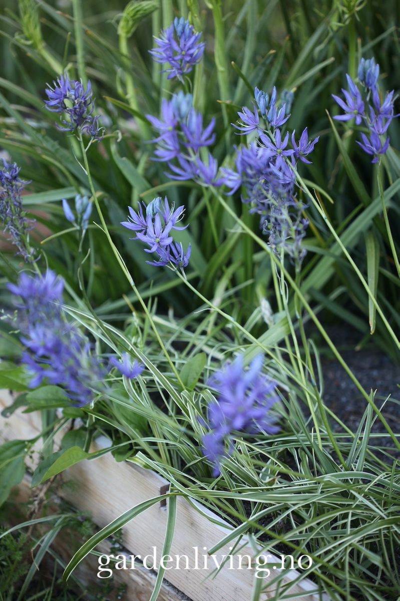Bjørnestjerne 'Blue Melody’ -  Camassia esc. - 5 stk