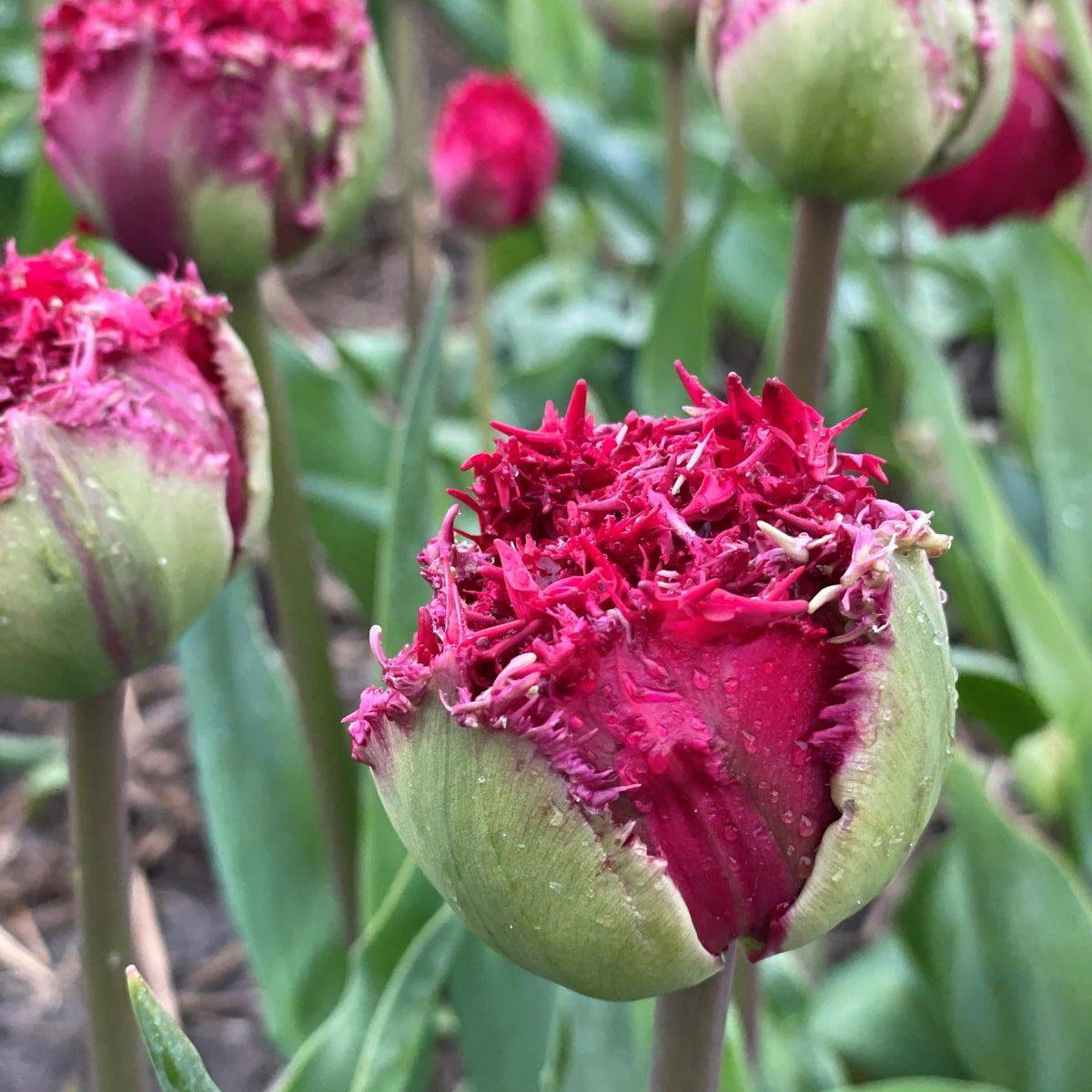 Tulipan 'Qatar', frynsetulipan - 10 stk